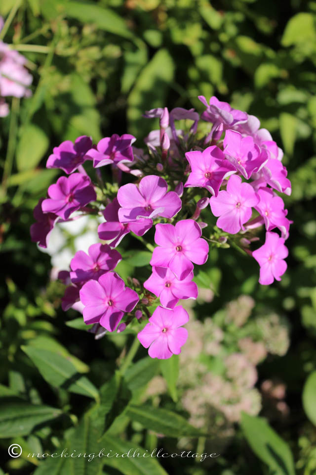 9-8 purplephlox