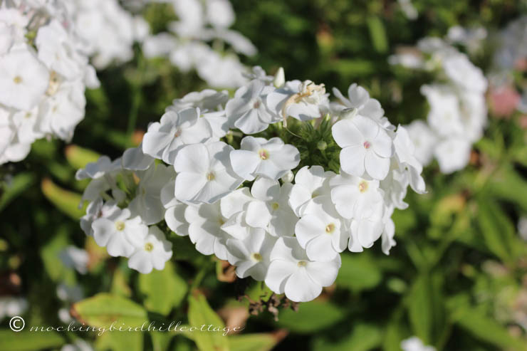 9-8 whitephlox