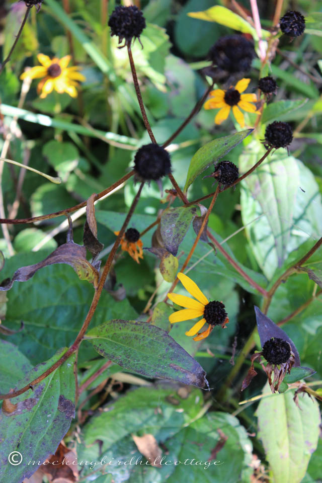 10-10 brown-eyed susans