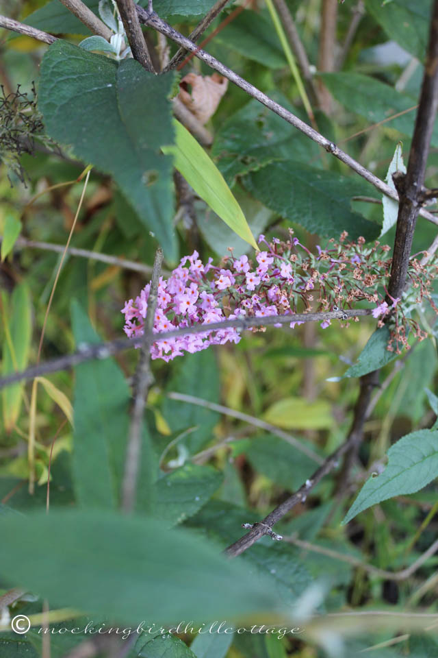 10-10 butterfly bush