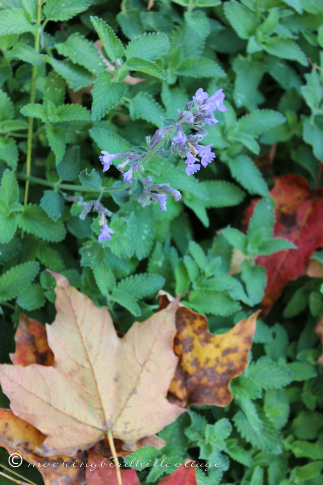 10-10 catmint