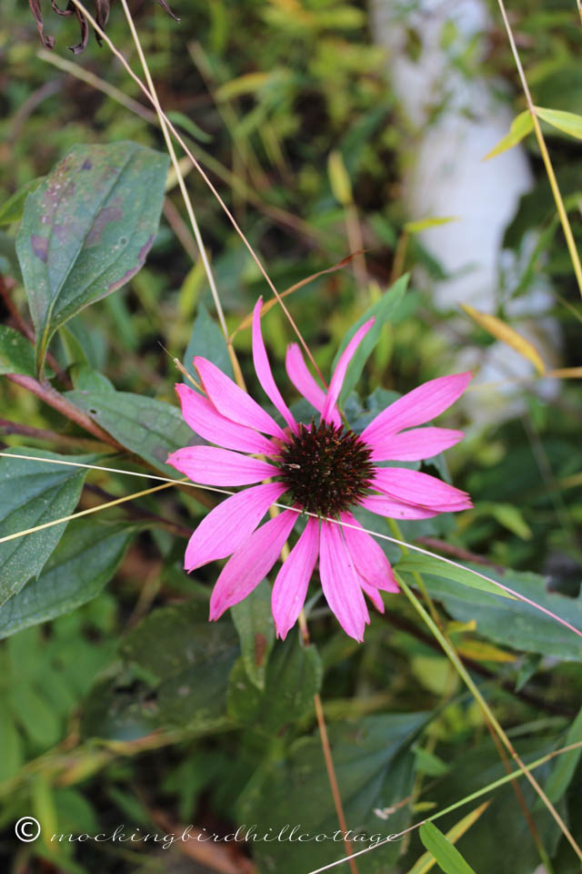 10-10 coneflower