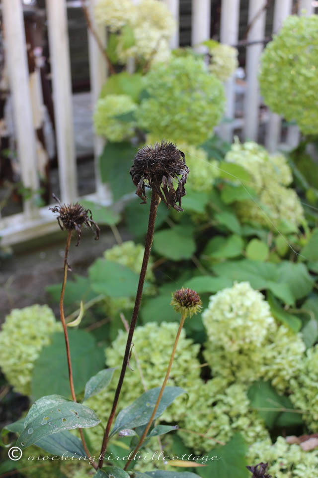 10-10 dried up coneflowers