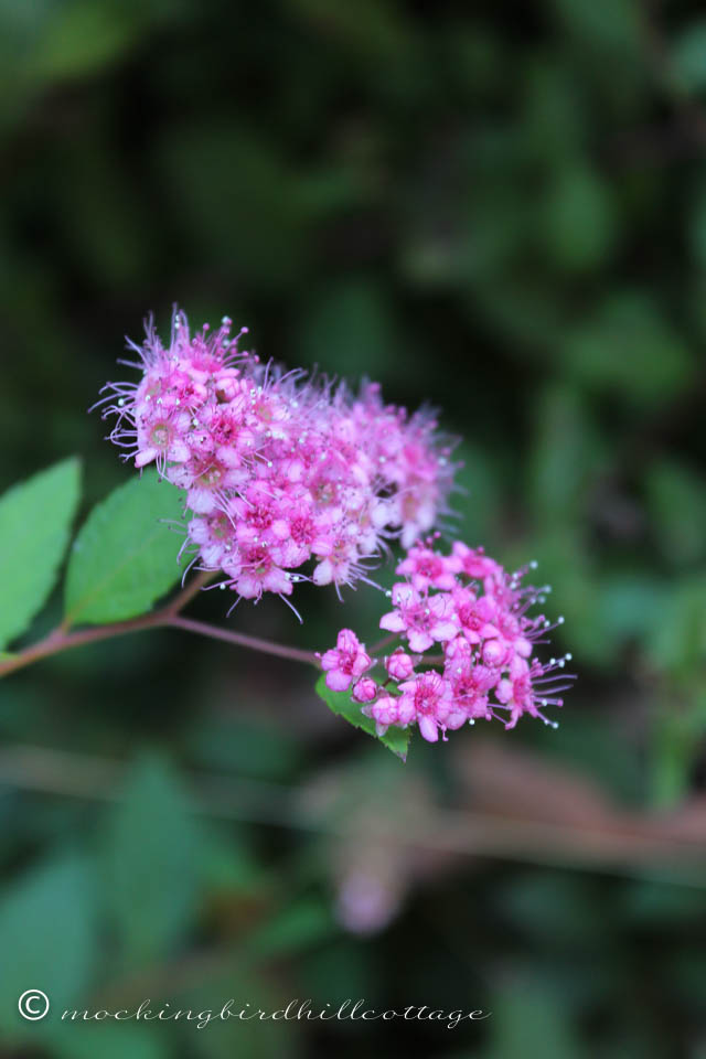 10-10 spirea