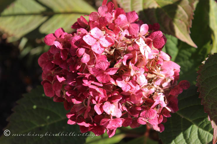 10-14 hydrangea