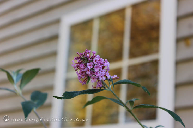 10-16 butterfly bush