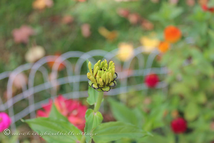 10-16 openingzinnia