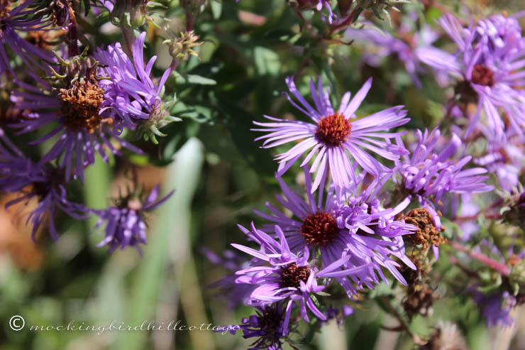 10-17 wildflowers