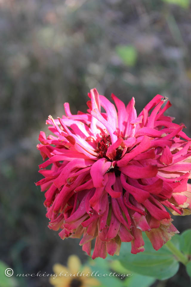 10-17 zinnia