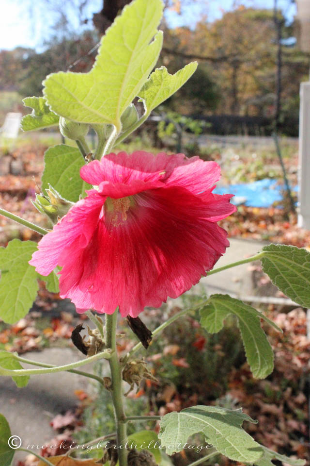 10-20 hollyhock