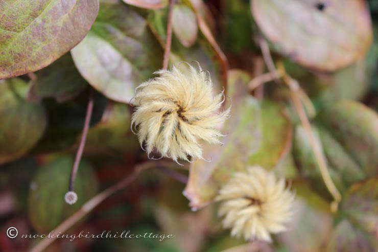 10-22 clematis