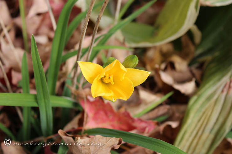 10-22 tiny yellow flower 2