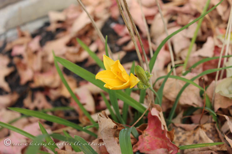 10-22 tiny yellow flower 3