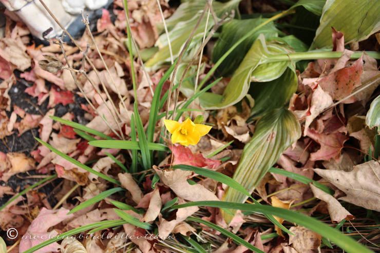 10-22 tiny yellow flower