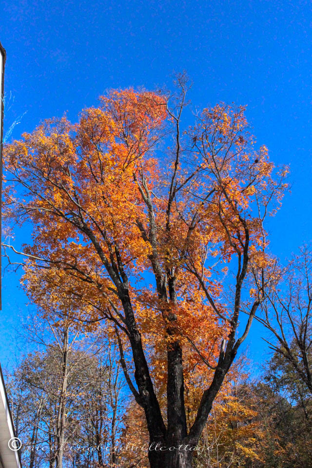 10-25 silver maple