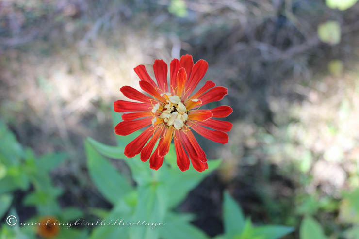 10-7 orange zinnia