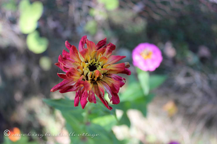 10-7 zinnia with web