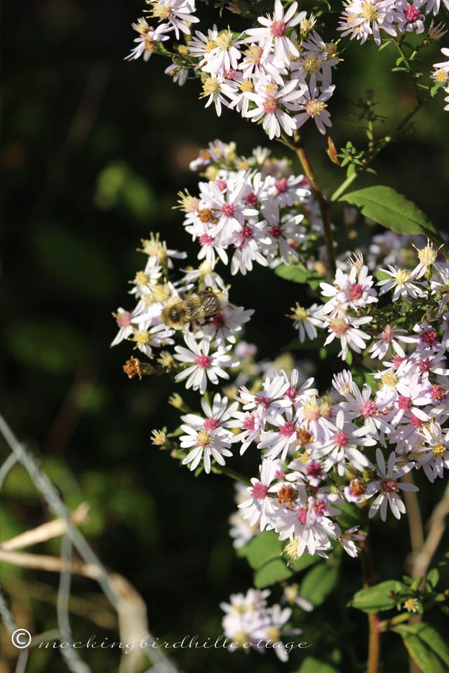 10-8 wildflowers&bee