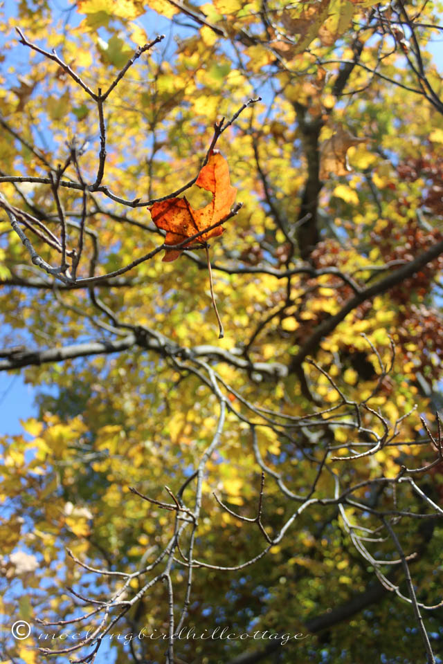 10-9 leaf caught in tree