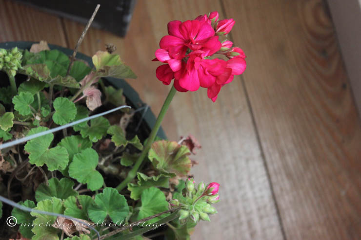 11-28 geranium