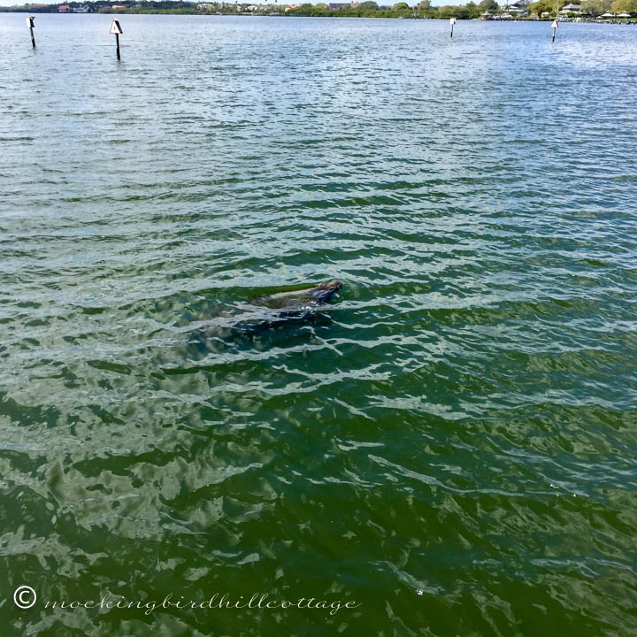 3-16 manatees