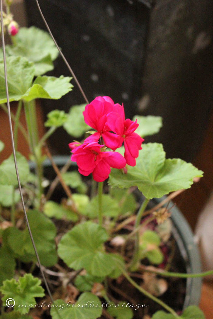 3-21 geranium