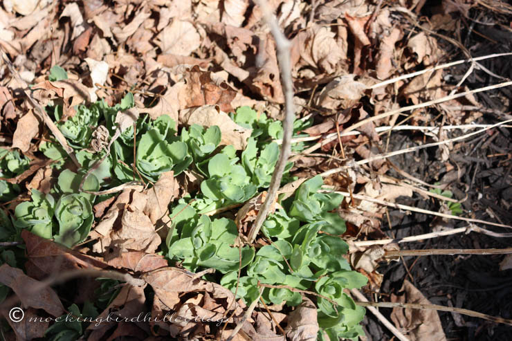 3-31 sedum