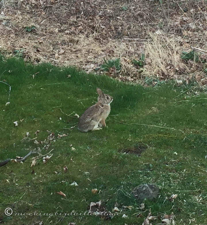 4-3 bunnysighting2