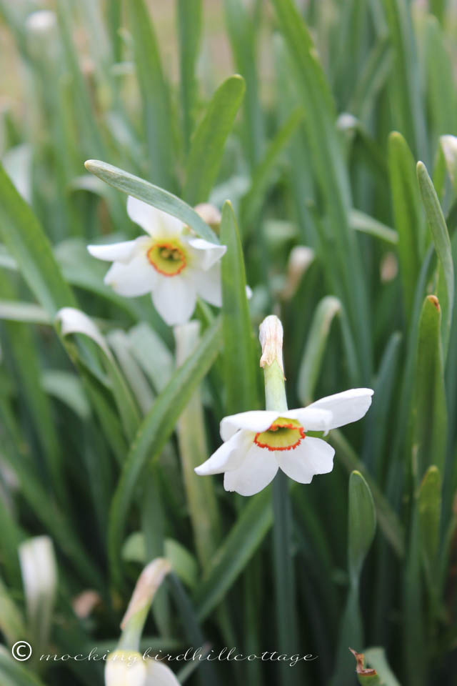 4-30 daffodils