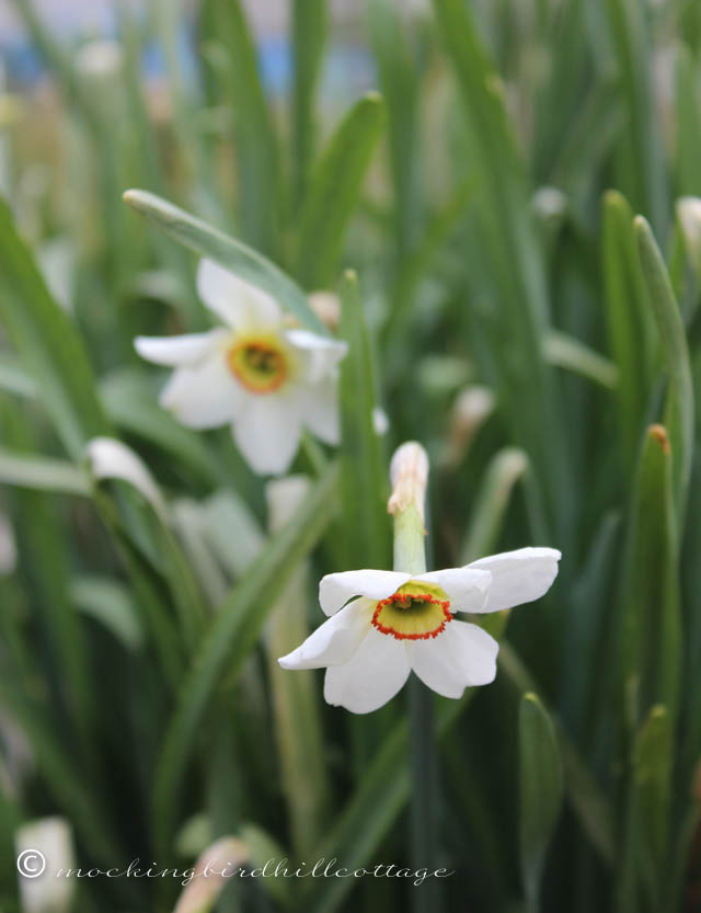 4-30 daffodils2