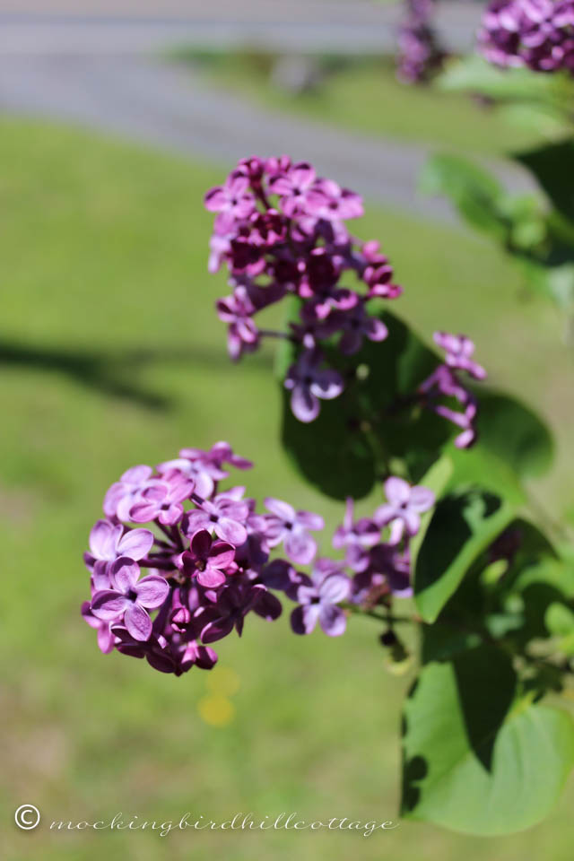 5-10 lilacs2