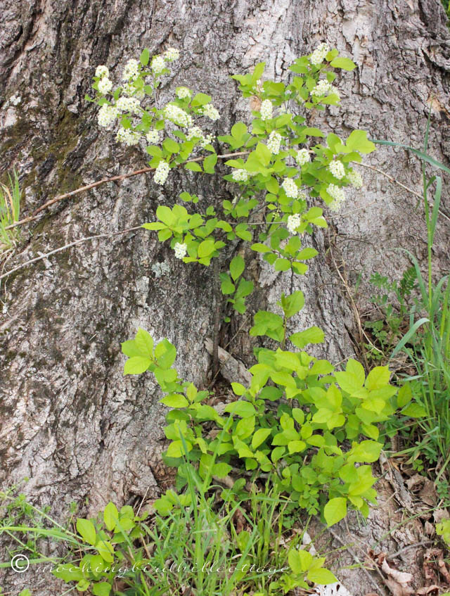 5-11 growing out of tree