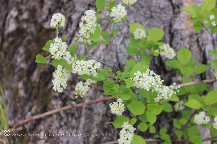 5-11 spirea