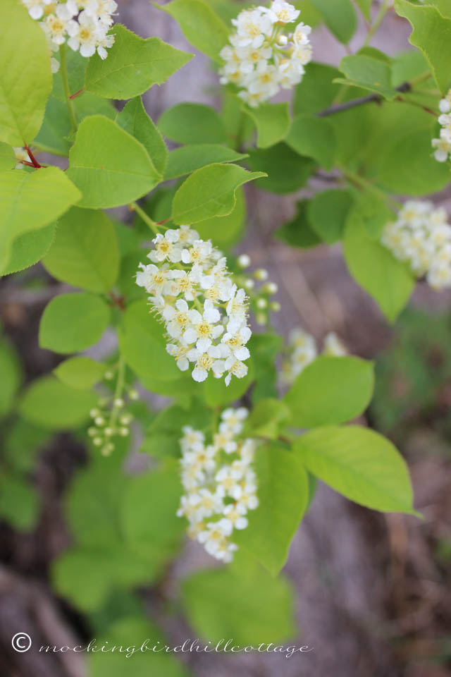 5-11 white flowers