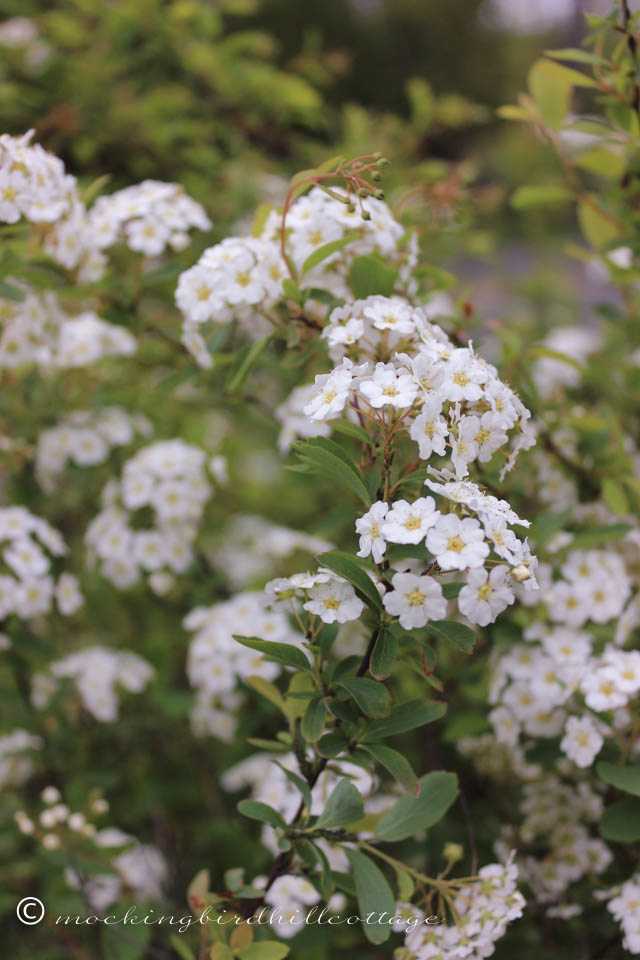 5-15 spirea1