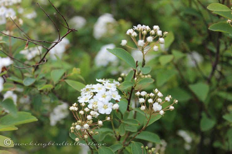 5-15 spirea2