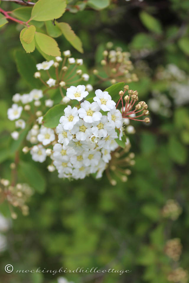 5-15 spirea3