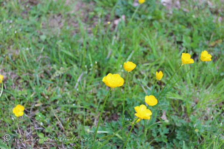 5-19 buttercups