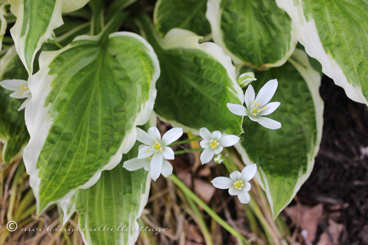 5-19 little white flowers close