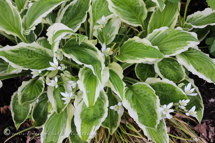 5-19 little white flowers