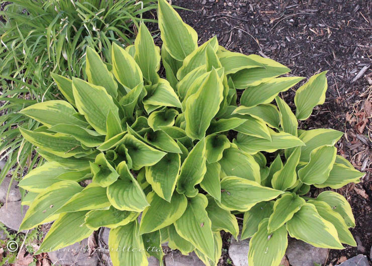 5-2 hosta