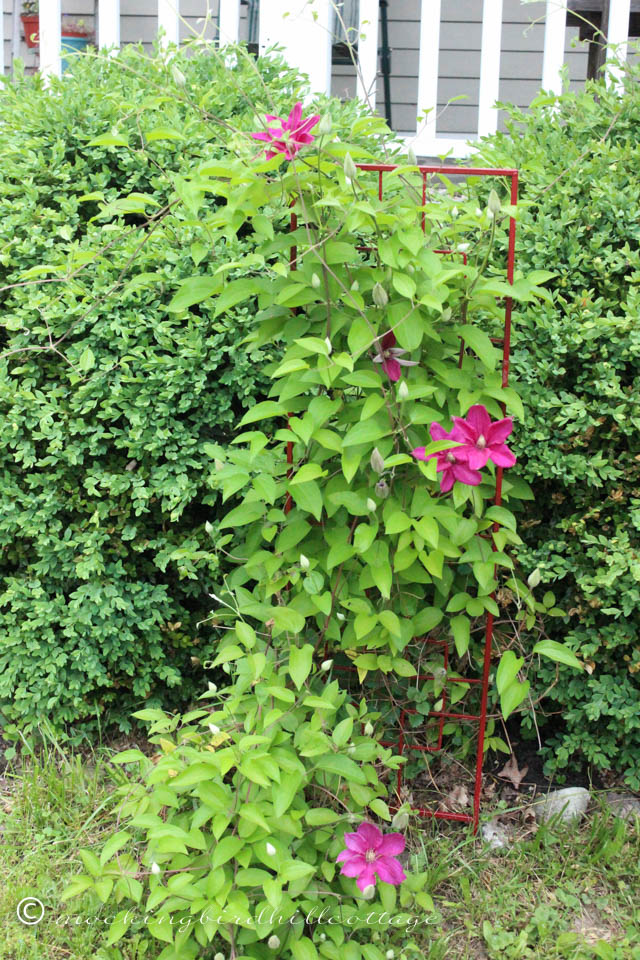 5-28 clematis