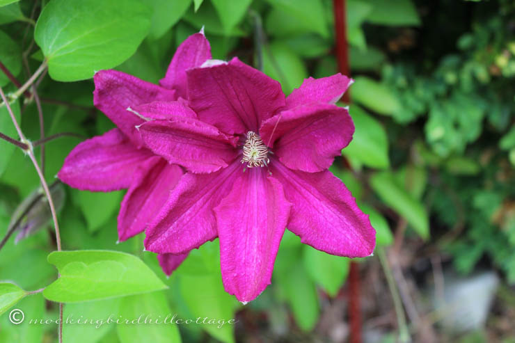 5-28 clematis2