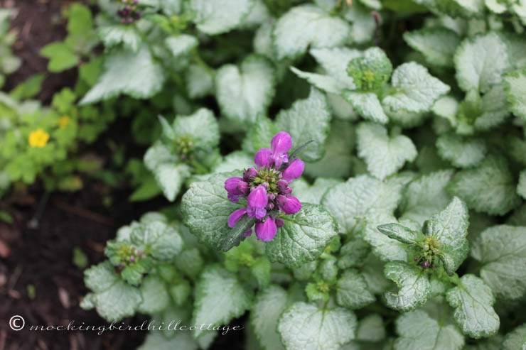 5-28 lamium