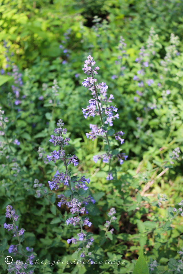 5-29 catmint