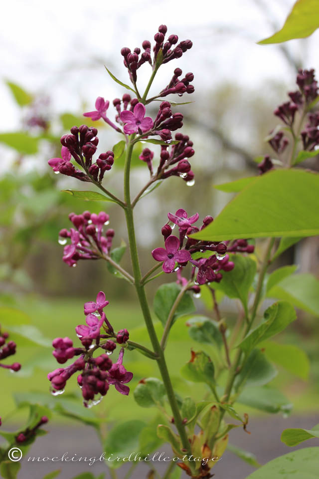 5-4 wet lilacs