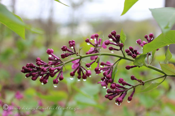 5-4 wet lilacs2