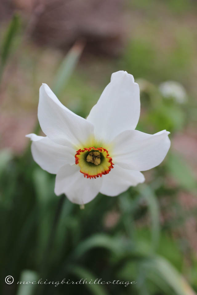 5-6 daffodil1