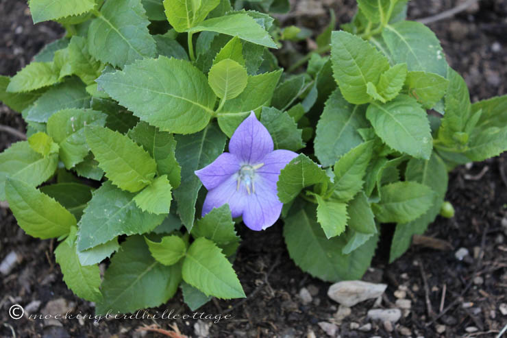 6-10 scentimentalballoonflower