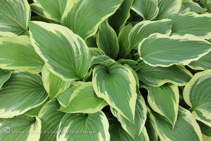 6-11 hosta